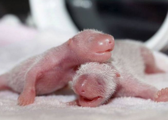 nacen-gemelas-panda-gra